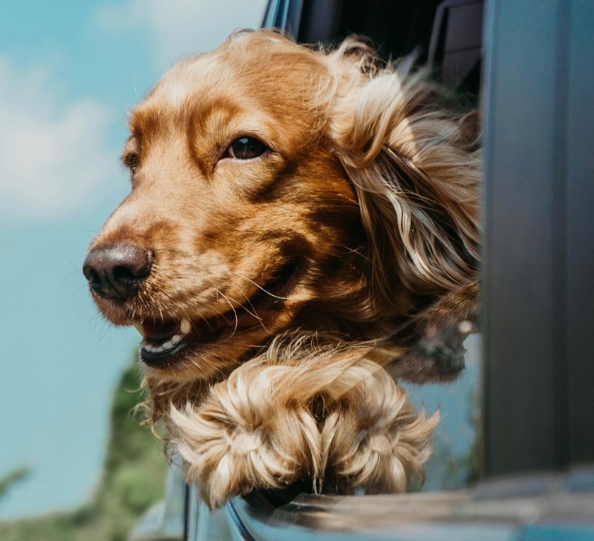 大型犬